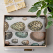 Verschiedene Arten der wissenschaftlichen Darstell Seidenpapier (Geschenk)