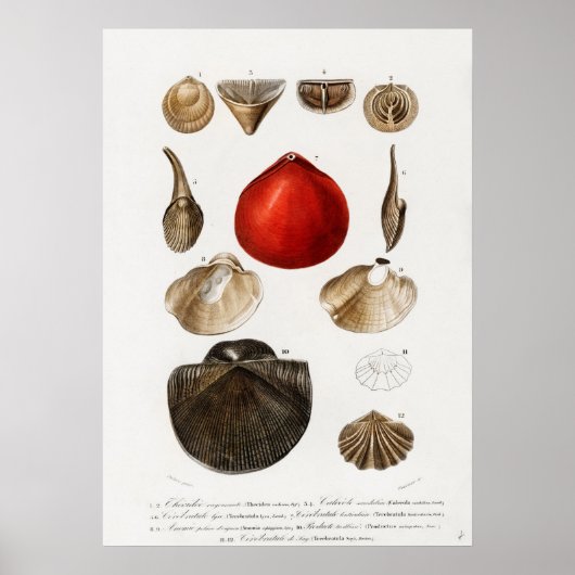 Verschiedene Arten von Weichtieren Poster (Vorne)