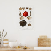 Verschiedene Arten von Weichtieren Poster (Küche)