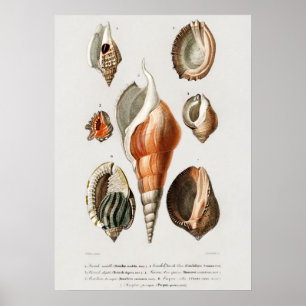 Verschiedene Arten von Weichtieren Poster