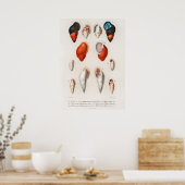 Verschiedene Arten von Weichtieren Poster (Küche)