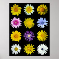 Verschiedene Blume der Asteraceae-Familie.