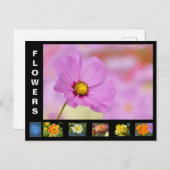 Verschiedene Blume Feiertagspostkarte (Vorne/Hinten)