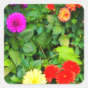 Verschiedene Dahlias #1-1 Stickers