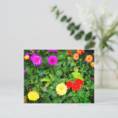 Verschiedene Dahlias #1 Postkarte (Stehend Vorderseite)
