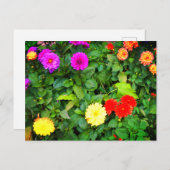 Verschiedene Dahlias #1 Postkarte (Vorne/Hinten)