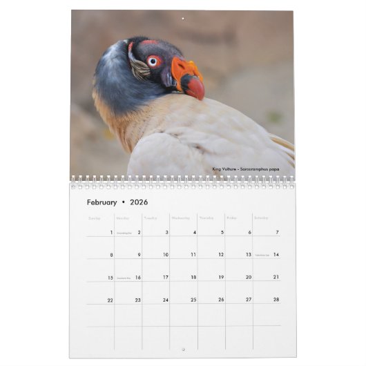 Verschiedene Greifvögel 12 Monate Kalender (Feb 2026)