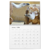 Verschiedene Greifvögel Kalender (Jan 2026)
