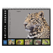 Verschiedene große katzenähnliche 12 Monate Kalend Kalender (Titelbild)