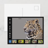 Verschiedene große katzenartig feiertagspostkarte (Vorne/Hinten)