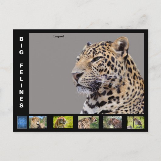 Verschiedene große katzenartig feiertagspostkarte (Vorderseite)