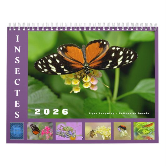 Verschiedene Insekten 12 Monate Kalender (Titelbild)