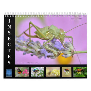 Verschiedene Insekten 12 Monate Kalender