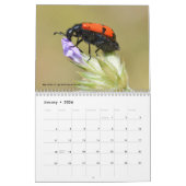 Verschiedene Insekten 12 Monate Kalender (Jan 2026)