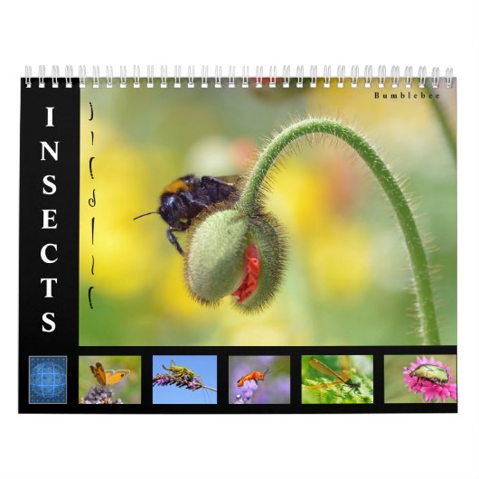 Verschiedene Insekten 12 Monate Kalender (Titelbild)