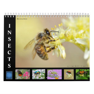 Verschiedene Insekten 12 Monate Kalender