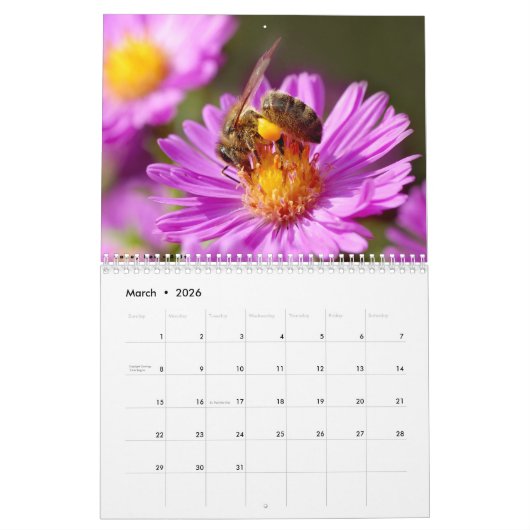 Verschiedene Insekten 12 Monate Kalender (Mär 2026)