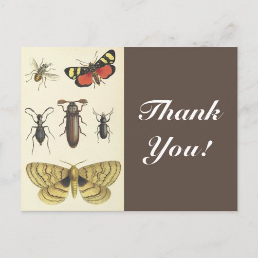 Verschiedene Insekten + "Danke!", Vintag aussehen Postkarte (Vorderseite)