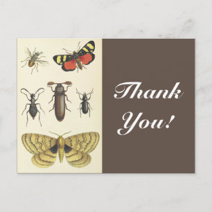 Verschiedene Insekten + "Danke!", Vintage-Look Postkarte