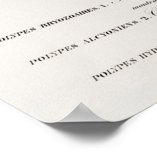 Verschiedene Korallenarten Poster (Ecke)