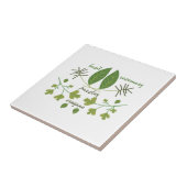 Verschiedene Kräuter Fliese (Seite)