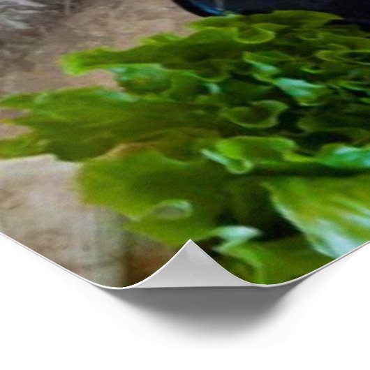 Verschiedene Meeresfrüchte Poster (Ecke)