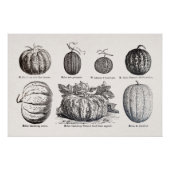 Verschiedene Melonen Poster (Vorderseite)