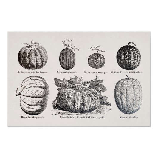 Verschiedene Melonenarten Poster (Vorderseite)