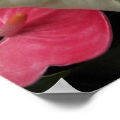 Verschiedene Monstera Leaf Floral Poster (Ecke)