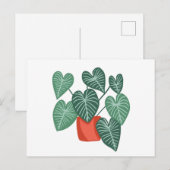 Verschiedene Monstera Postkarte (Vorne/Hinten)