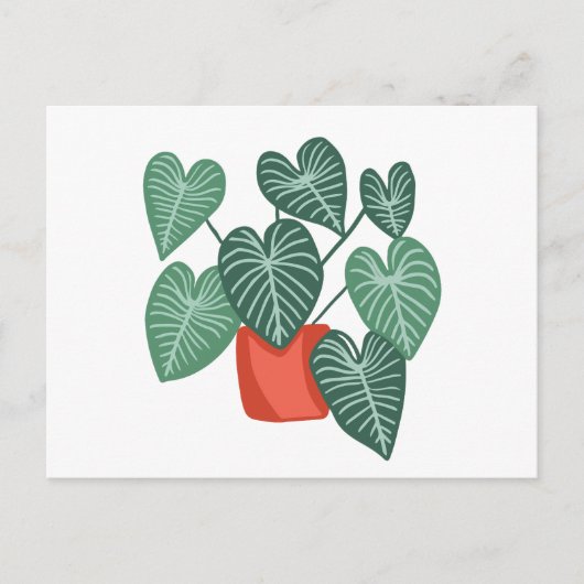 Verschiedene Monstera Postkarte (Vorderseite)