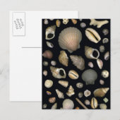 Verschiedene Muscheln Postkarte (Vorne/Hinten)