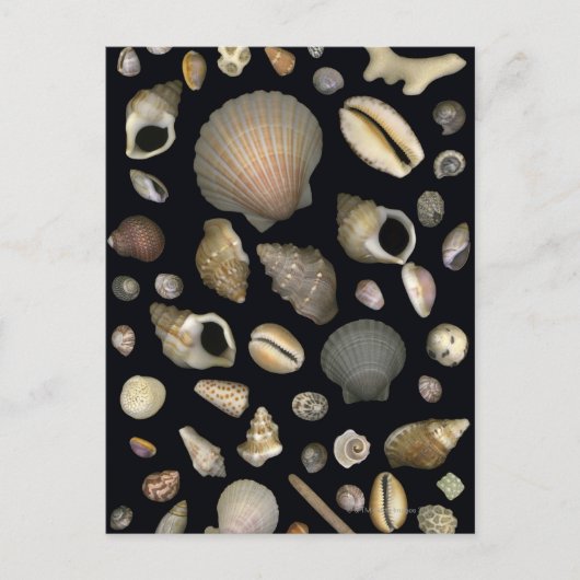 Verschiedene Muscheln Postkarte (Vorderseite)