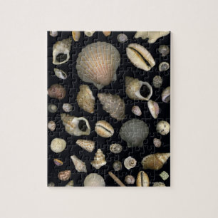Verschiedene Muscheln Puzzle