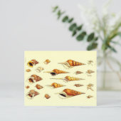 Verschiedene Muscheln Zoologische Skizze Postkarte (Stehend Vorderseite)