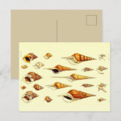 Verschiedene Muscheln Zoologische Skizze Postkarte (Vorne/Hinten)