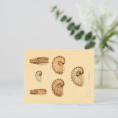Verschiedene Muscheln Zoologische Skizze Postkarte (Stehend Vorderseite)