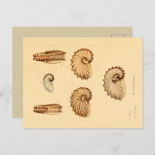 Verschiedene Muscheln Zoologische Skizze Postkarte (Vorne/Hinten)