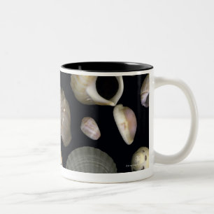 Verschiedene Muscheln Zweifarbige Tasse