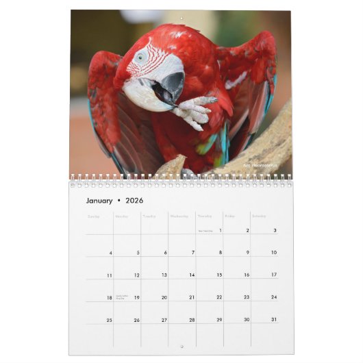 Verschiedene Papageien 12 Monate Kalender (Jan 2026)