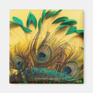 Verschiedene Pfau-Federn Magnet