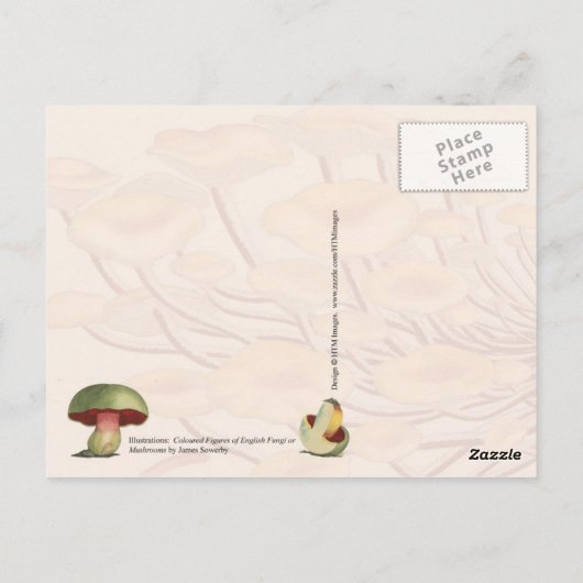 Verschiedene Pilze Postkarte (Rückseite)