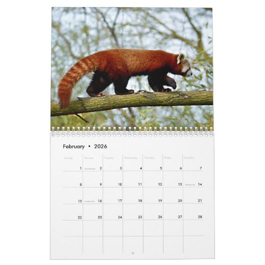 Verschiedene riesige Pandas und rote Pandas Kalend Kalender (Feb 2026)