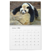 Verschiedene riesige Pandas und rote Pandas Kalend Kalender (Jan 2026)