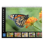 Verschiedene Schmetterlinge 12 Monate Kalender (Titelbild)