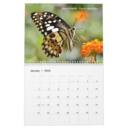 Verschiedene Schmetterlinge 12 Monate Kalender (Jan 2026)