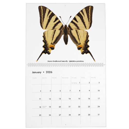 Verschiedene Schmetterlinge 2023 Kalender (Jan 2026)