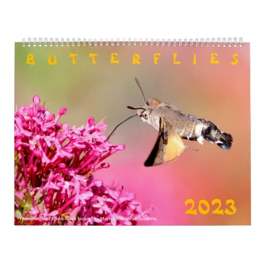 Verschiedene Schmetterlinge für den Kalender 2023 (Titelbild)