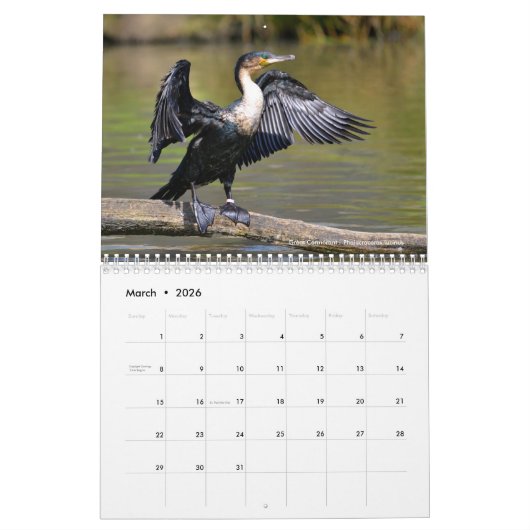 Verschiedene Seevögel 12 Monate Kalender (Mär 2026)