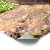 Verschiedene Spinnenaffe, die auf Landurlaub sitzt Poster (Ecke)